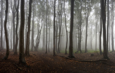 Autumn foggy forest