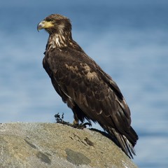 bald eagle in flight