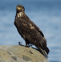 red tailed hawk