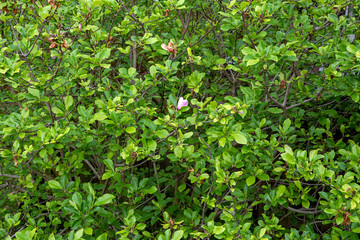 green leaves background