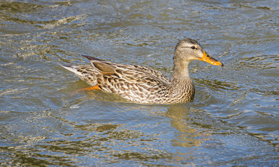 duck on the water