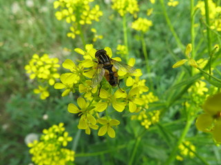 Insect on a yellow flower