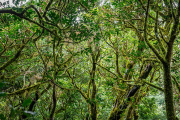 Blätterdach des Lobeerwaldes im Anaga-Gebirge auf Teneriffa