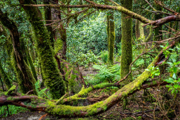 Verwunschener Lorbeerwald auf Teneriffa