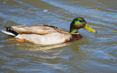 duck on the water