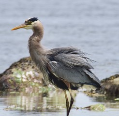 great blue heron