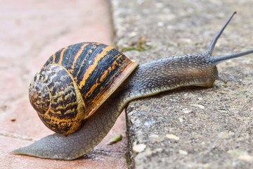 garden brown snail on a stone, 