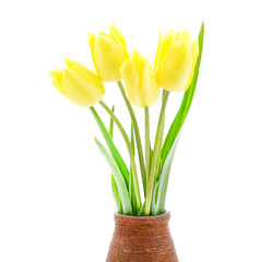 Beautiful yellow tulips in weight.