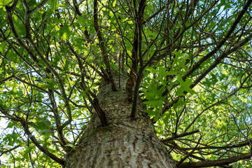 Fototapeta premium tree in the forest