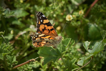Obraz na płótnie Canvas Painted Lady Butterfly on Green leaf. Side top view and frontal view.
