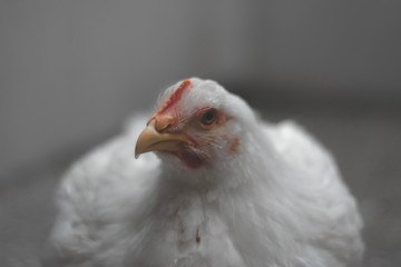 White hen