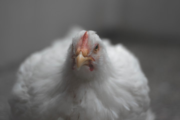 White hen