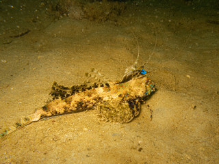A close up shot of a Fingered Dragonet or Dactylopus dactylopus. This is a species of marine fish in the family Callionymidae. Shot taken at a Puerto Galera reef in the Philippines