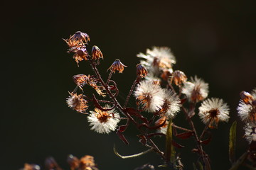 Flor seca a contra luz con hojas suaves y blancas como algodón.