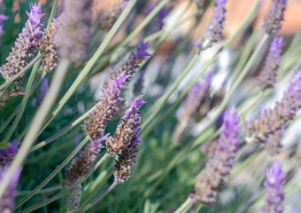Close up of flowers of Lavandula angustifolia, true or English lavender on colorful blur background. Selective focus on violet lavender flowers in garden in sunny day. Natural floral background.