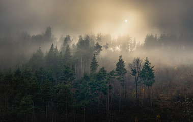 Light and fog in the forest