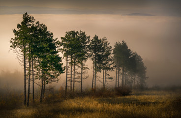 Fototapeta na wymiar Light and fog in the forest