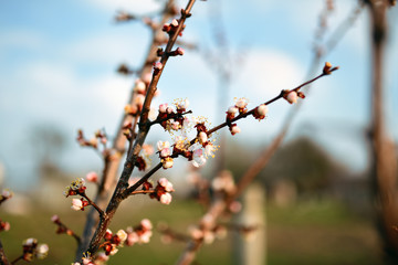 A beautiful blooming apricot tree in spring garden