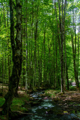 Obraz premium a stream through the green forest