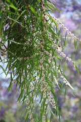 White small springtime blossoms of a peppermint agonis flexuosa tree