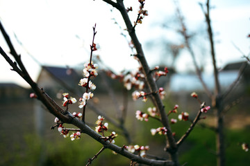 A beautiful blooming apricot tree in spring garden