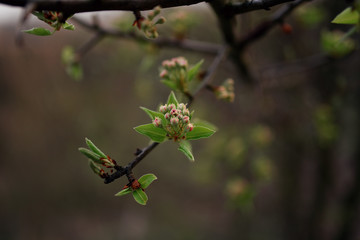 Little green buds on trees in spring blooming garden