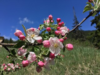Blossomed apple - crabapple