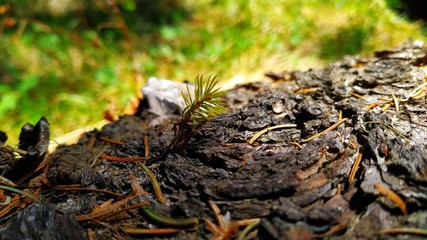 Tiny pine sapling in the forest