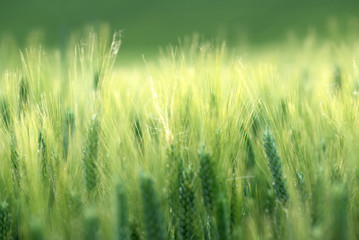 barley field in sunset time