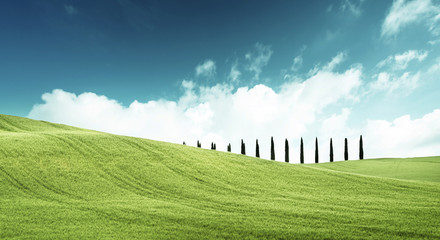 field of grass and perfect blue sky
