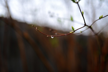 Little rain drops on blooming trees in spring garden