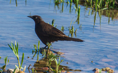 black winged blackbird