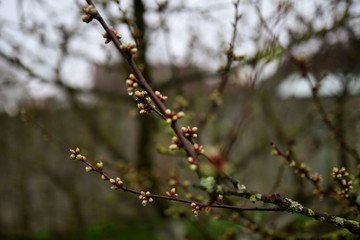 Little green buds on trees in spring blooming garden