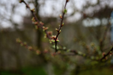 Little green buds on trees in spring blooming garden