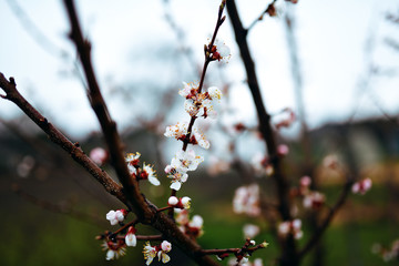 A beautiful blooming apricot tree in spring garden