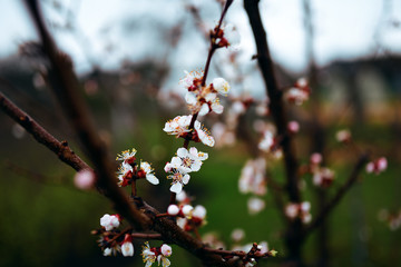 A beautiful blooming apricot tree in spring garden