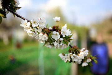 A beautiful blooming sweet cherry tree in spring garden