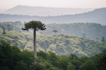Araucaria in the forest