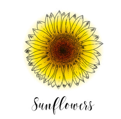 Vector illustration, Blooming sunflowers
