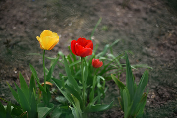 Tulips in spring blooming garden