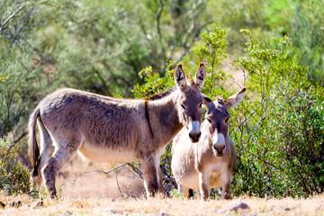 Burros in Desert