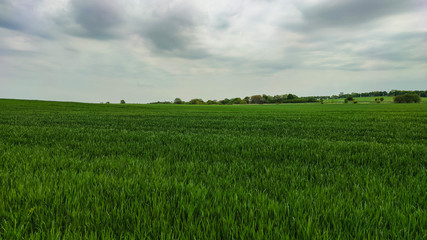 Agriculture field landscape in the spring season