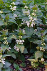 Thickets of white dead-nettles at the edge of the forest.