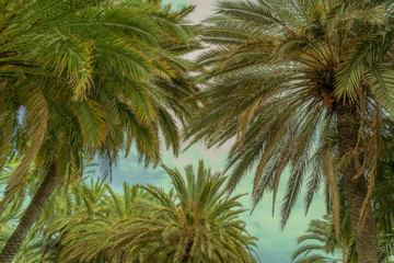 Fototapeta na wymiar Baumkronen von Palmen im Retro-Look