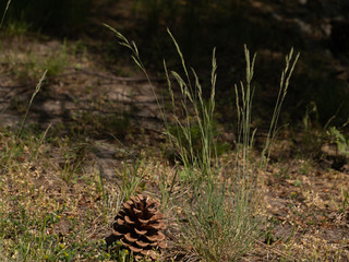 Wild flower, grass, fir cone, cone close up on a nature background. Spruce grass and cone in the forest.