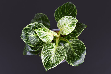 Top view of tropical 'Philodendron Birkin' house plant with beautiful white line patterns on dark...