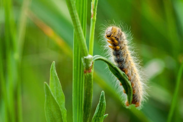 Hairy caterpillar on a green leaf in close-up shot on a green background. Hairy caterpillar before turning into a beautiful butterfly.
