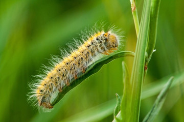 Hairy caterpillar on a green leaf in close-up shot on a green background. Hairy caterpillar before turning into a beautiful butterfly.
