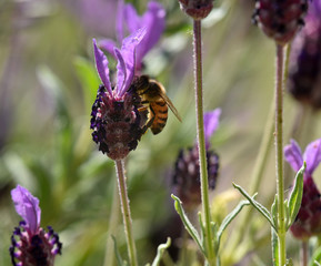 honey bee feeding on lavender