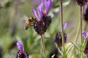 honey bee feeding on lavender